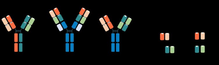 Bispecific antibody schematic