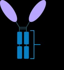 Fc fusion protein schematic