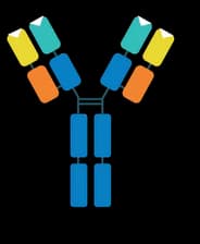 Full-length IgG schematic