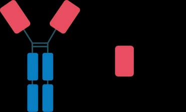 Alpaca VHH nanobody schematic