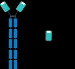 Shark VNAR single-domain antibody schematic