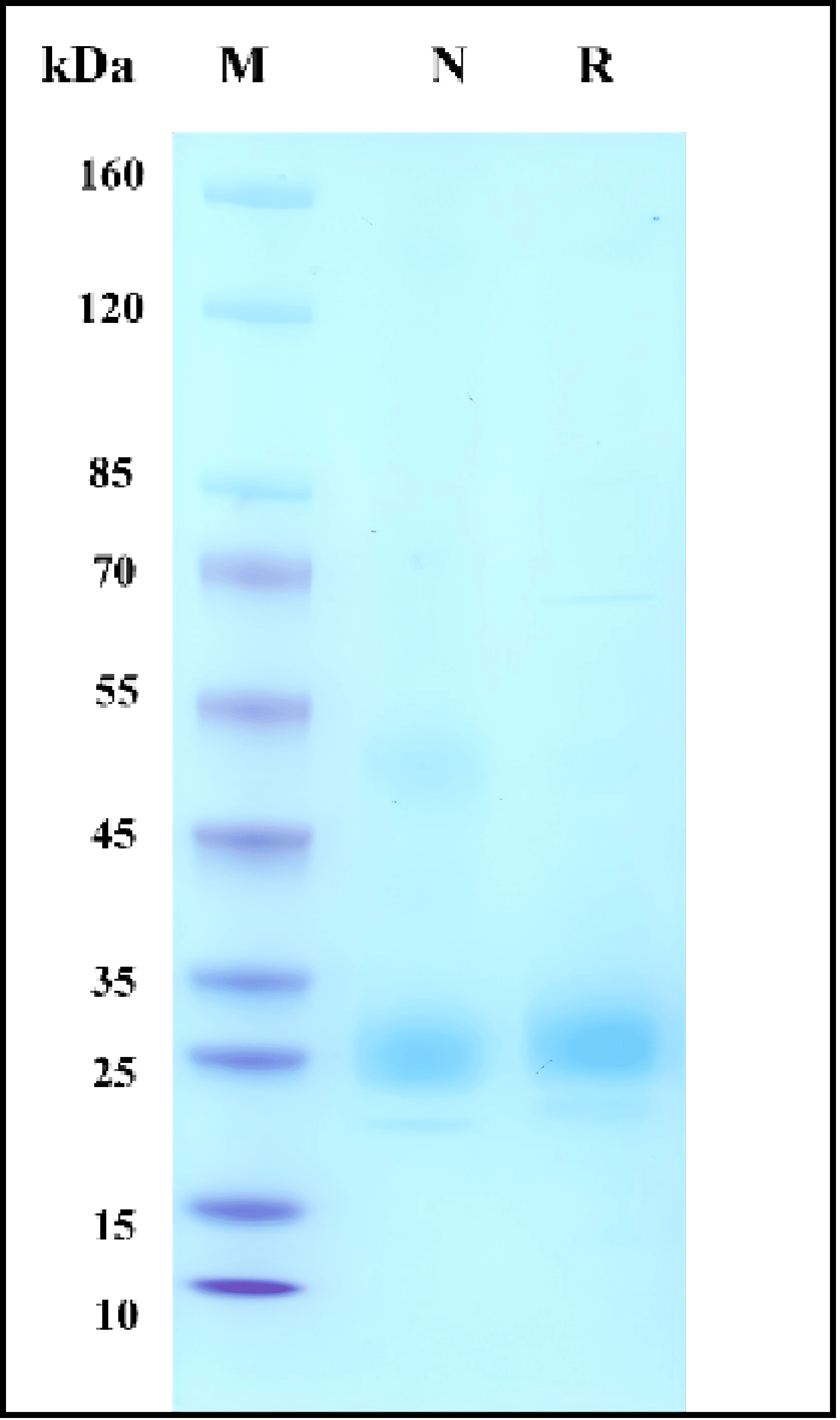 Recombinant Human IL33/DV27 Protein, Avi-His Tag