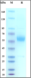 Recombinant Human FRα Protein, hFc Tag