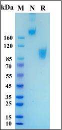 Recombinant Human GUCY2C/Guanylyl cyclase C Protein, hFc Tag