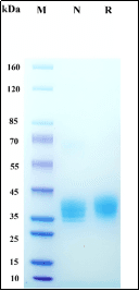 Recombinant Human EpCAM/TROP1 Protein, Avi-His Tag