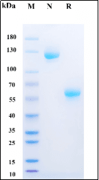 Recombinant Human EpCAM/TROP1 Protein, hFc Tag