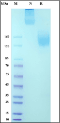 Recombinant Cynomolgus macaque CEACAM-5/CD66e Protein, Alpaca Fc Tag