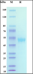 Recombinant Human IL33/DV27 Protein, Alpaca Fc