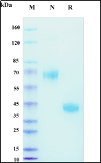 Recombinant Cynomolgus macaque BCMA/TNFRSF17 Protein, Alpaca Fc Tag