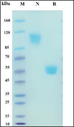 Recombinant Cynomolgus macaque CD8A/CD8 alpha Protein, Alpaca Fc Tag