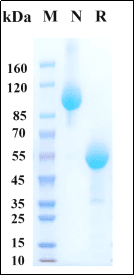 Recombinant Human IL33 (C208S, C227S, C232S, C259S)/DV27 Protein, Alpaca Fc