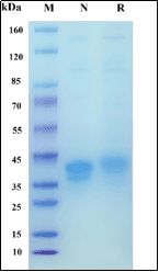 Recombinant Cynomolgus macaque FRα/FOLR-1 Protein, Avi-His