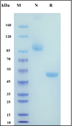 Recombinant Human IL33/DV27 Protein, hFc