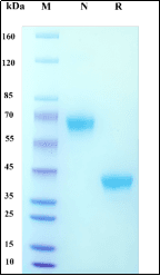 Recombinant Cynomolgus macaque BCMA/TNFRSF17 Protein, hFc Tag