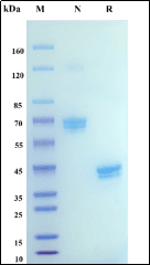 Recombinant Human BCMA/TNFRSF17 Protein, hFc Tag