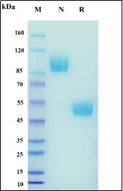 Recombinant Human GM-CSF/CSF2 Protein, hFc Tag