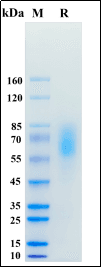 Recombinant Human GUCY2C/Guanylyl cyclase C Protein, Avi-His Tag