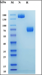 Recombinant Cynomolgus macaque MSLN Protein, hFc Tag