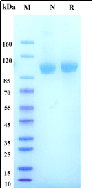 Recombinant Human CDH17 Protein, Avi-His Tag