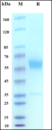 Recombinant Cynomolgus/Rhesus macaque FRα Protein, hFc Tag