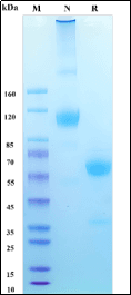 Recombinant Cynomolgus/Rhesus macaque FRα Protein, Alpaca Fc Tag