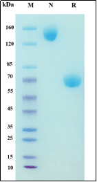 Recombinant Human MSLN Protein, hFc Tag