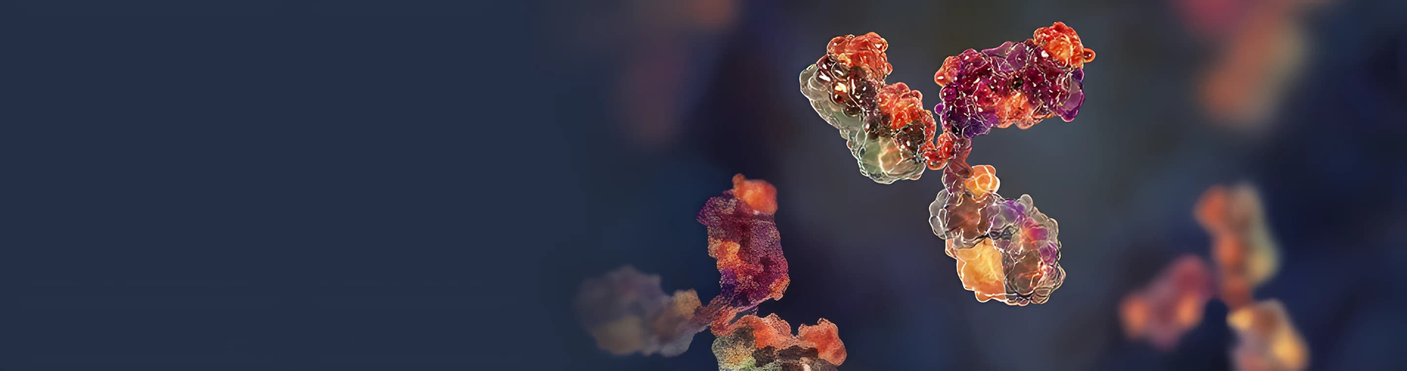 3D rendering of an antibody molecule
